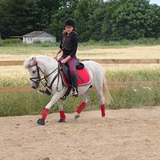 Anden særlig race Søby Vestergaards Clio