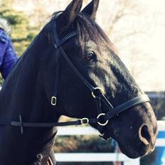 Anden særlig race Donhill  ( x-Part :'( )