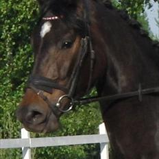 Anden særlig race Cortido 