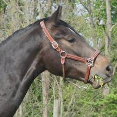 Anden særlig race Cortido 