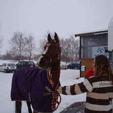 Arabisk fuldblod (OX) Grafik ox