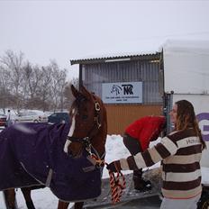 Arabisk fuldblod (OX) Grafik ox