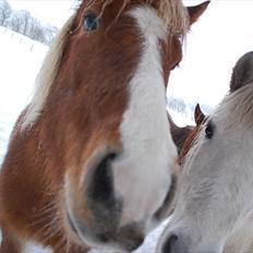 Islænder Hjalli fra Tranten