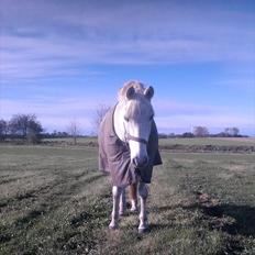 Connemara Sdr. Vestermark Carreen 