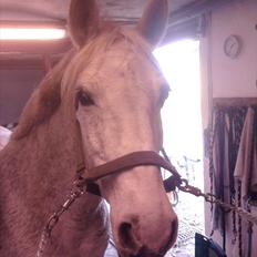 Connemara Sdr. Vestermark Carreen 