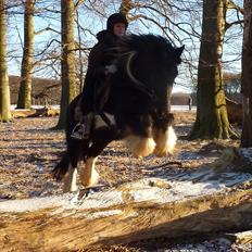 Irish Cob Charles X-part :(