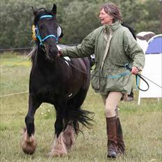 Irish Cob Charles X-part :(