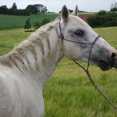 Mustang (Mexican Mustang) Artax