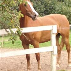 Frederiksborg Kirkebakkens Amalie Rex