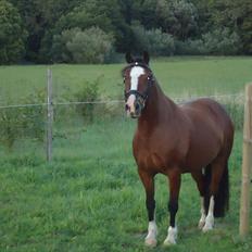 Welsh Cob (sec D) | Rytterbjergets Nico - Lukas 