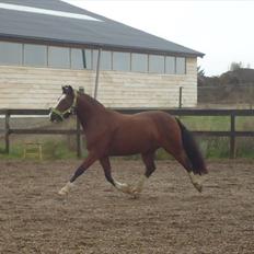 Welsh Cob (sec D) | Rytterbjergets Nico - Lukas 