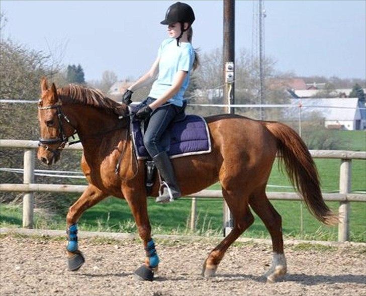 Anden særlig race Pasadena "tyksakken"<3. - Taget af: Elsa billede 5