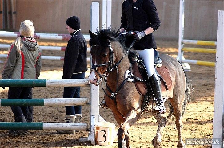 Anden særlig race °º•Ti amo•º°  - Stævne i Nykøbing Mors Ridecenter.
-2 plads i LC..

-Taget af - Pernille poulsen billede 12