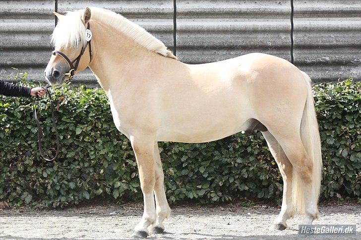 Fjordhest Njord Halsnæs billede 1