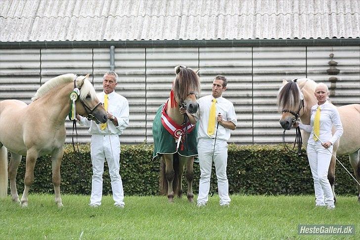 Fjordhest Njord Halsnæs billede 2