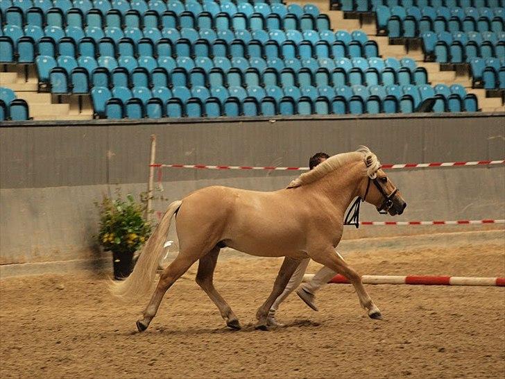 Fjordhest Njord Halsnæs billede 3