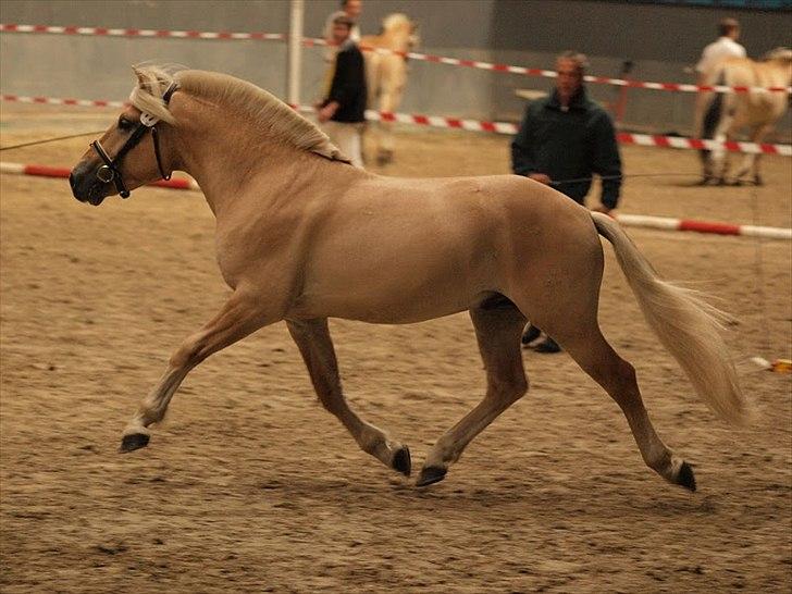 Fjordhest Njord Halsnæs billede 4