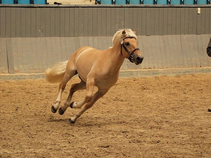 Fjordhest Njord Halsnæs billede 5