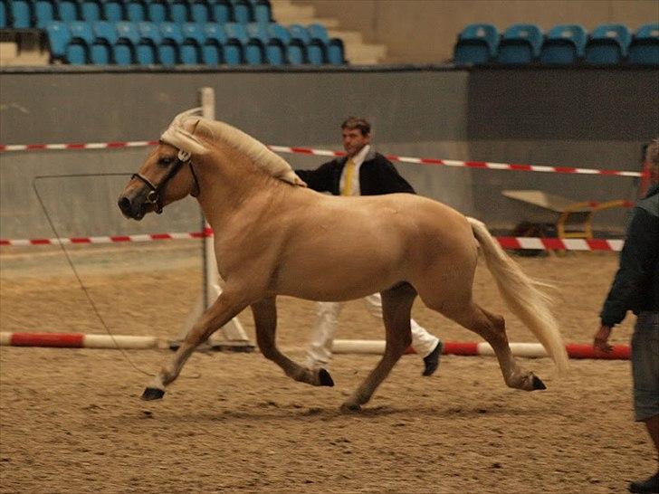 Fjordhest Njord Halsnæs billede 6