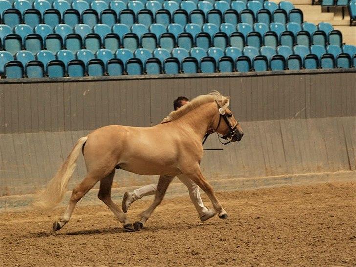 Fjordhest Njord Halsnæs billede 7
