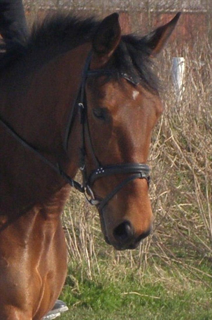 Anden særlig race Ronja  billede 3