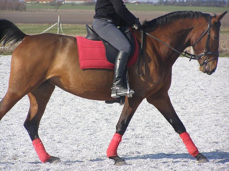 Anden særlig race Ronja  billede 5