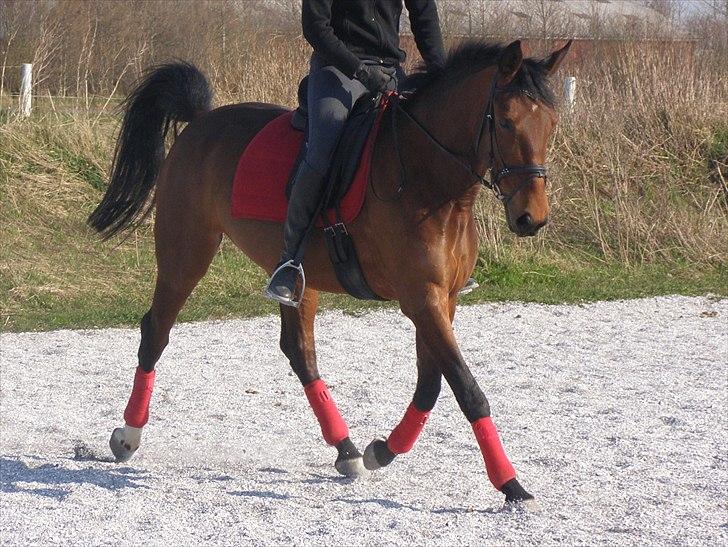 Anden særlig race Ronja  billede 6