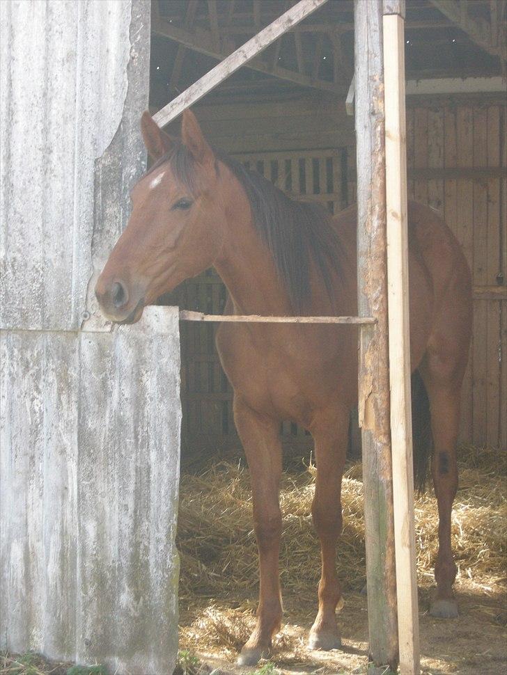 Dansk Varmblod Stagsteds Desire De Revel(Majas) billede 2