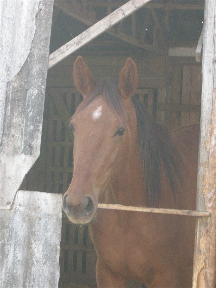 Dansk Varmblod Stagsteds Desire De Revel(Majas) - Desire er nu to år, og hun er 160 høj billede 3