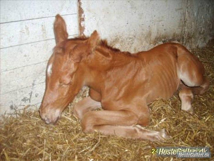 Dansk Varmblod Stagsteds Desire De Revel(Majas) billede 4