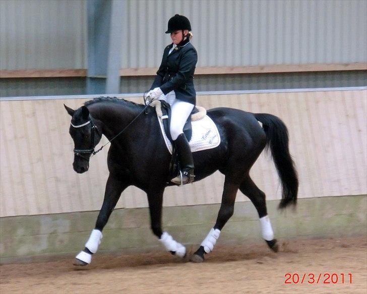 Trakehner Oriss - 8 marts 2011 billede 11