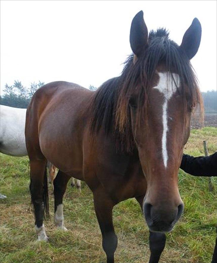 Traver Mr Øland billede 1