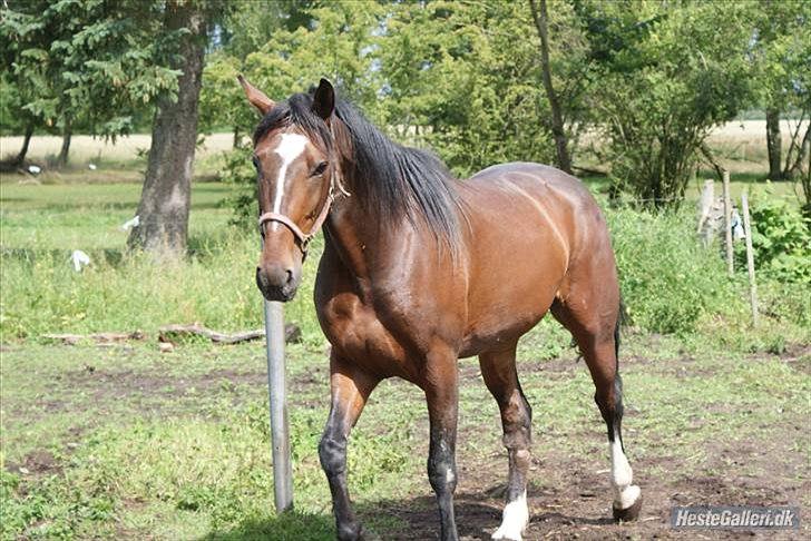 Traver Mr Øland billede 2