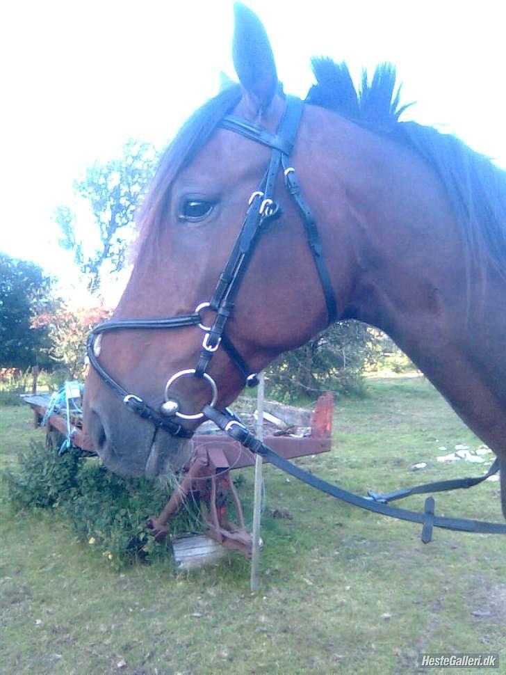 Traver Mr Øland billede 3