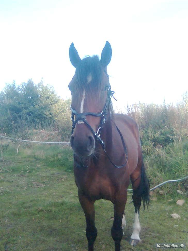 Traver Mr Øland billede 4