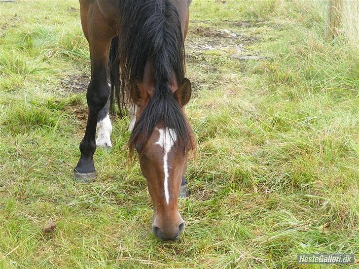 Traver Mr Øland billede 5