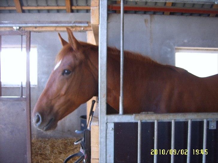 Anden særlig race petit billede 3