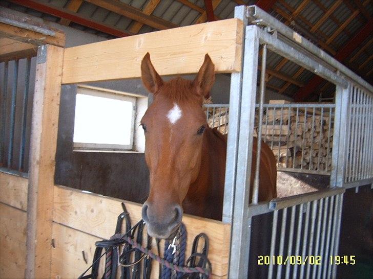 Anden særlig race petit billede 6