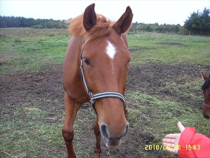 Anden særlig race petit billede 7