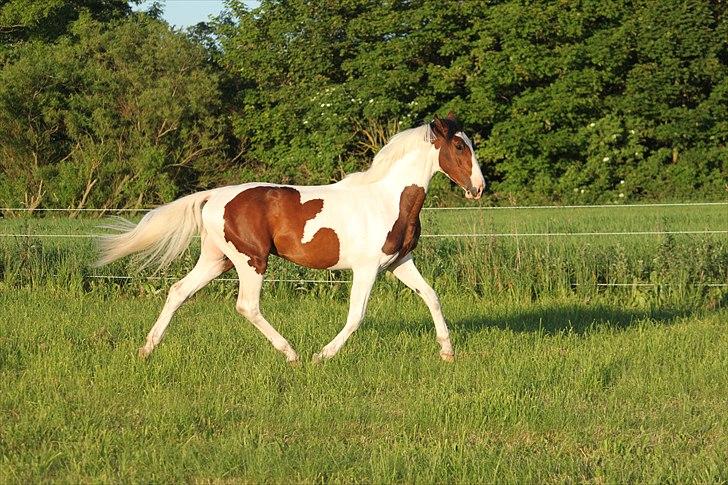 Pinto Enekær's Sambatino *Årets land og fritid hest* - Tino 2 år gammel..  billede 15