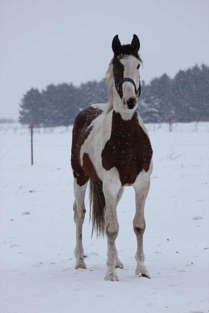 Pinto Enekær's Sambatino *Årets land og fritid hest* - Tino d. 3. dec. 2010...  billede 16