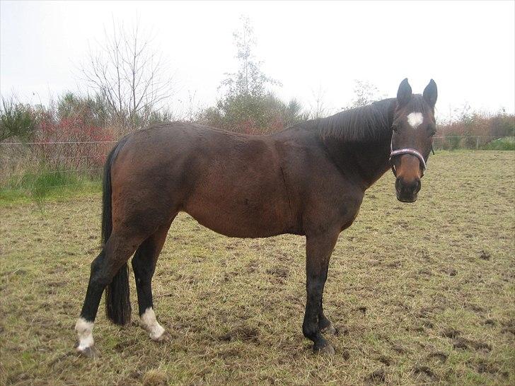 Dansk Varmblod Kiki "lynild" vogt billede 13