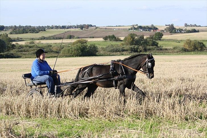 Dartmoor Anc-Neu Duo billede 11