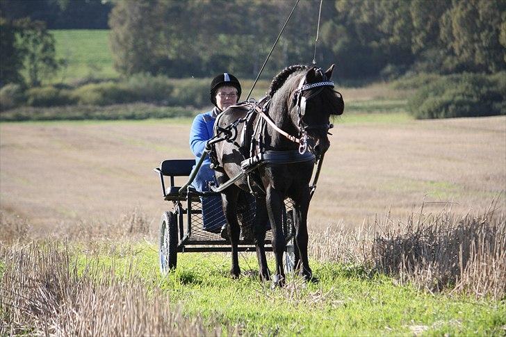 Dartmoor Anc-Neu Duo billede 12