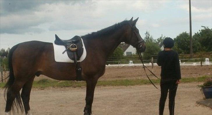 Schweres Warmblut Lorenzo - Han er en smule højere end mig :´) billede 16