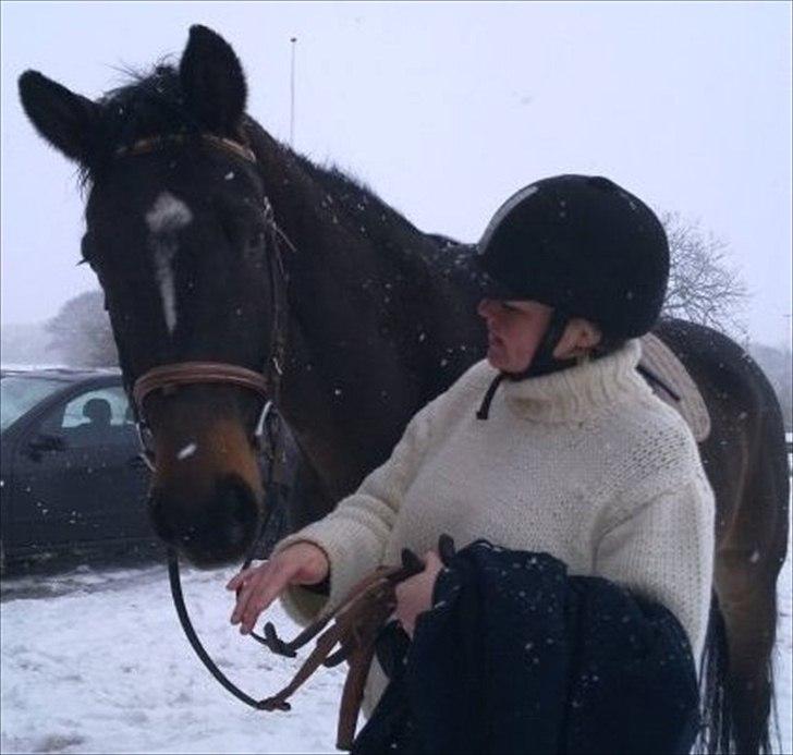 Schweres Warmblut Lorenzo - I <3 U billede 17