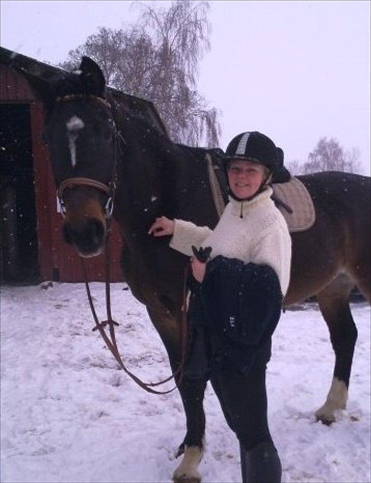 Schweres Warmblut Lorenzo - Sidste år i sneen (koldt) billede 18