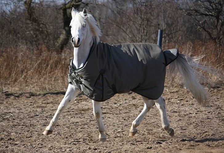 Anden særlig race White Boy - White Boy - 22. marts 2011. billede 14