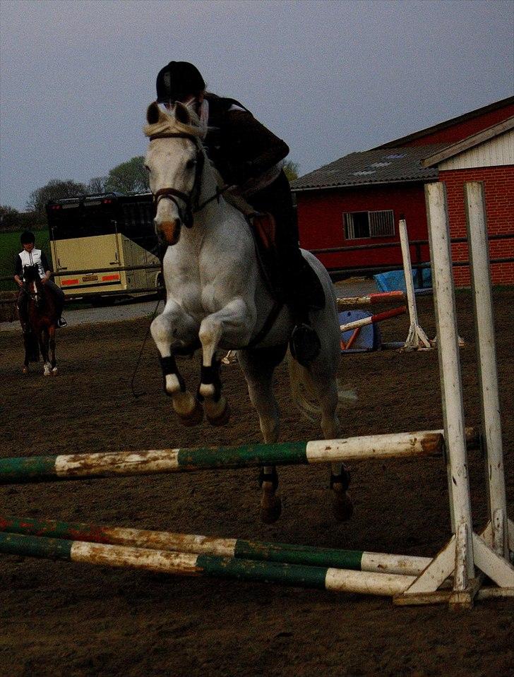 Anden særlig race White Boy - White Boy og jeg - Springtræning 2011. billede 15