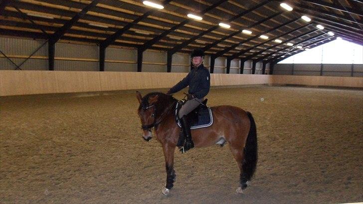 Anden særlig race Fernando B-pony - R.I.P... - alene efter træning ved Laura Vejby Riis billede 18
